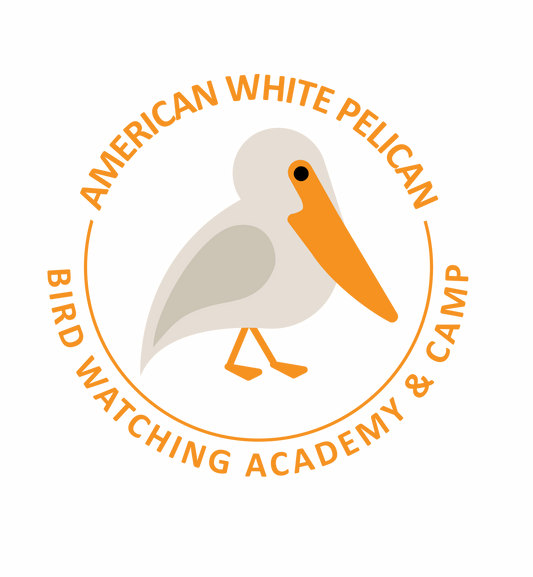 American White Pelican