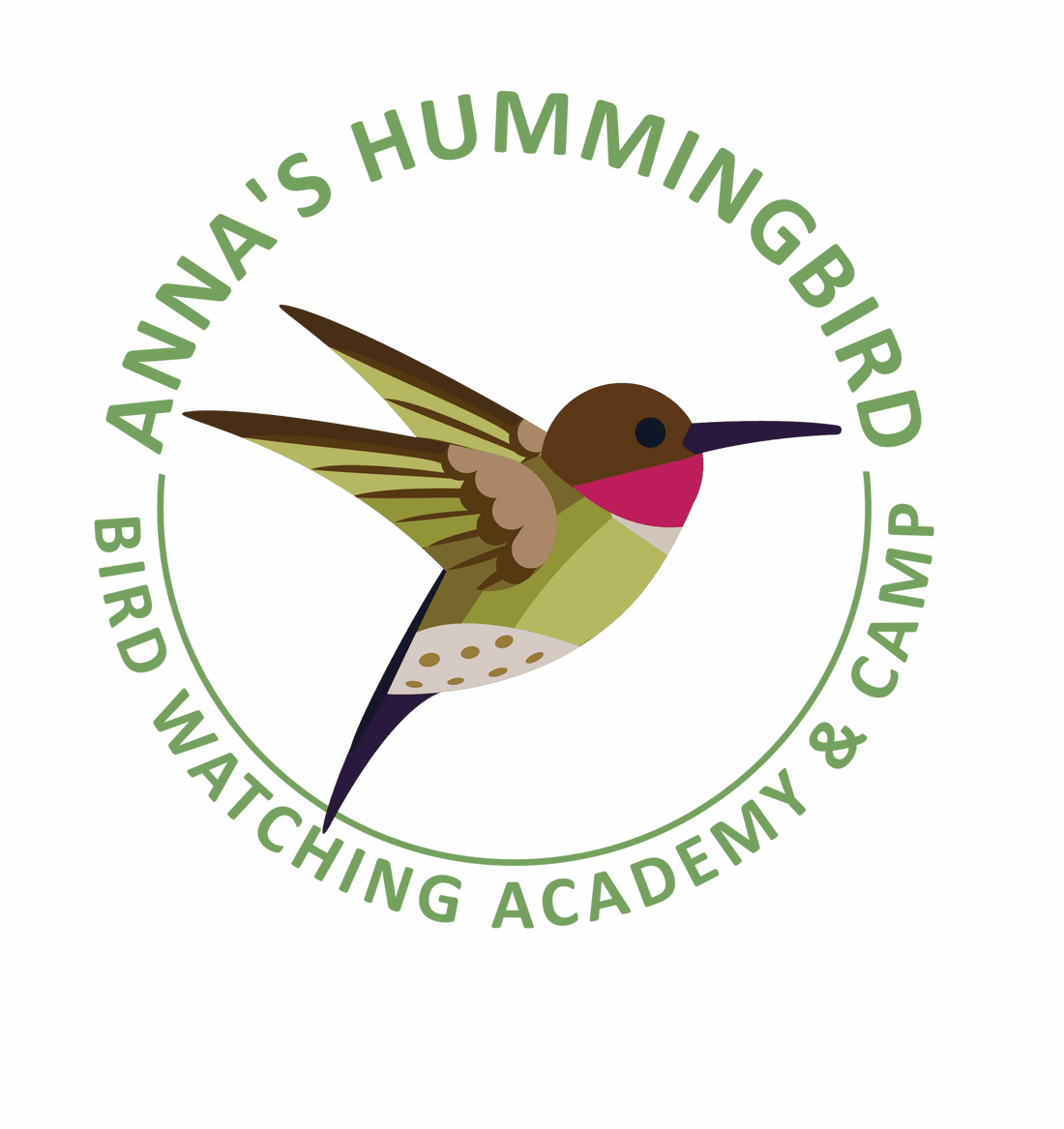 How to Identify Hummingbirds