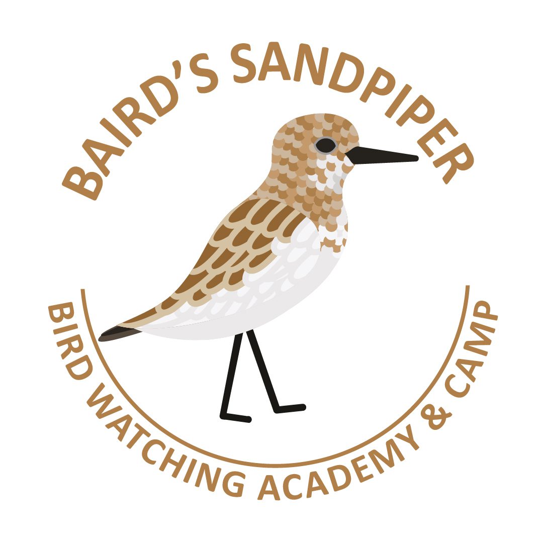 Baird’s Sandpiper