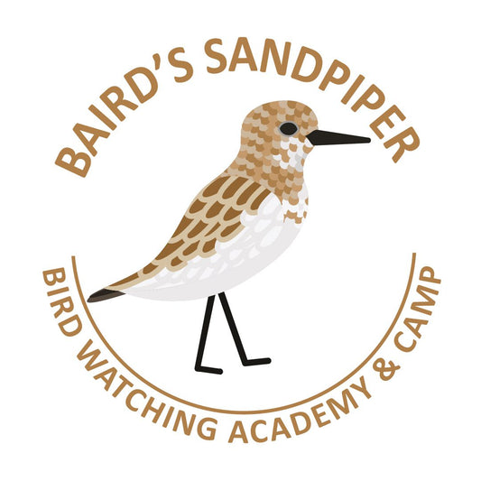 Baird’s Sandpiper