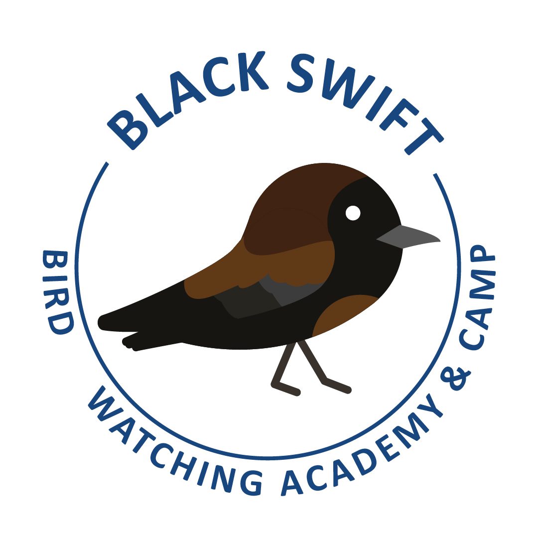 Black Swift