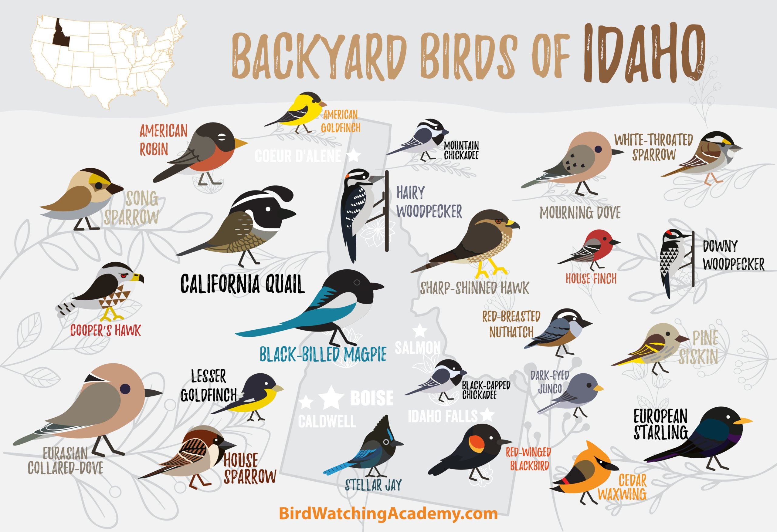 Backyard Birds of Idaho - My Store
