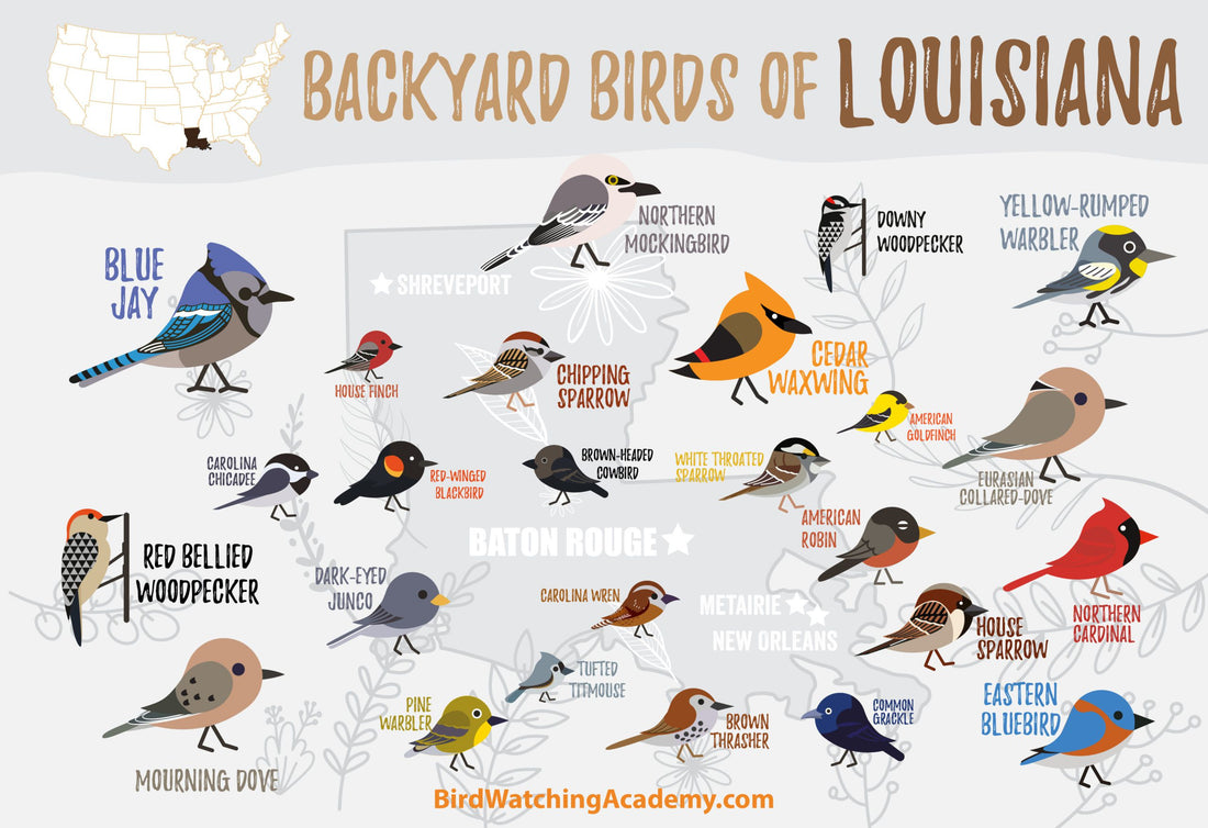 Backyard Birds of Louisiana