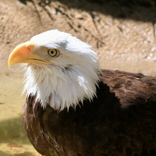 10 Amazing Facts About Bald Eagles