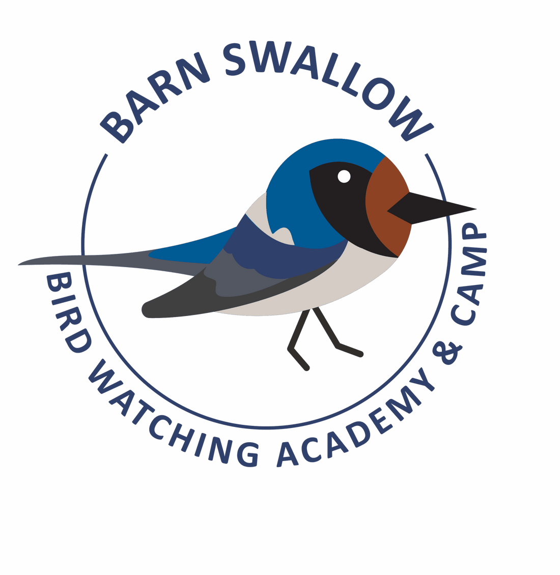 Barn Swallow