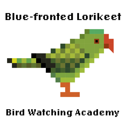 10 Amazing Facts About Blue-fronted Lorikeets