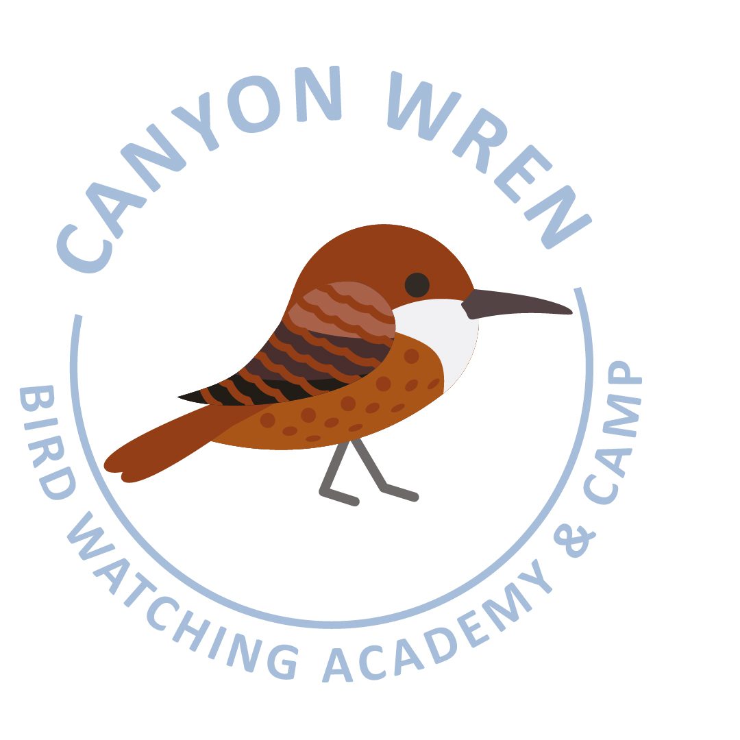Canyon Wren