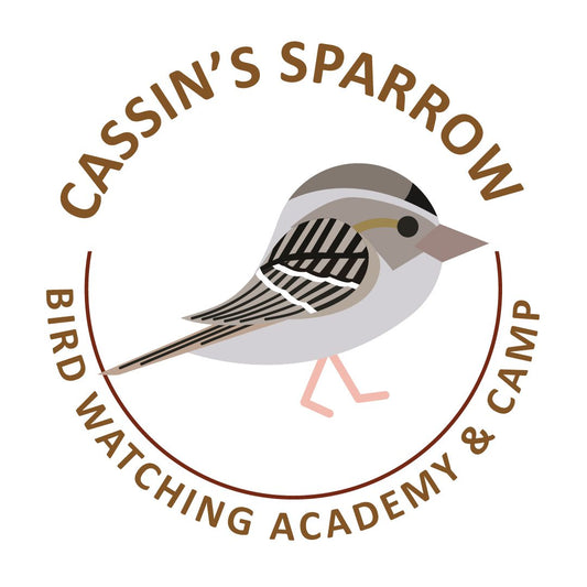 Cassin’s Sparrow