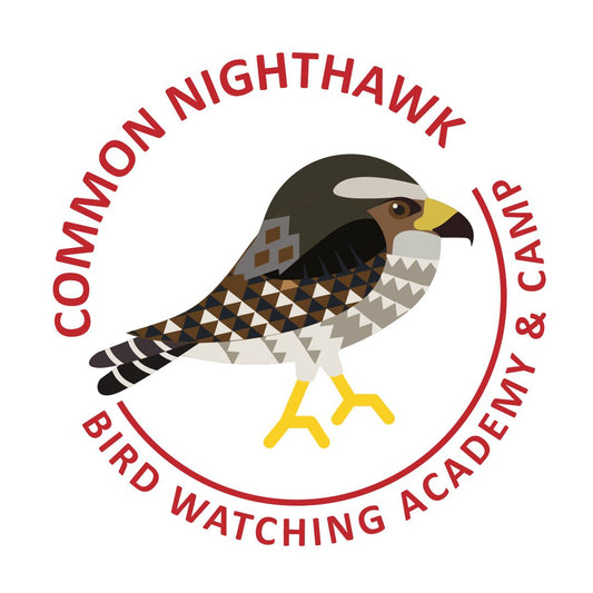 Common Nighthawk