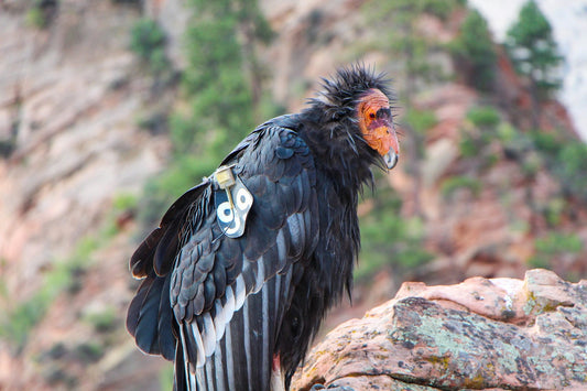 10 Amazing Facts About California Condors