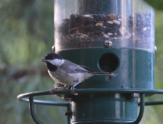 Backyard Bird Feeders