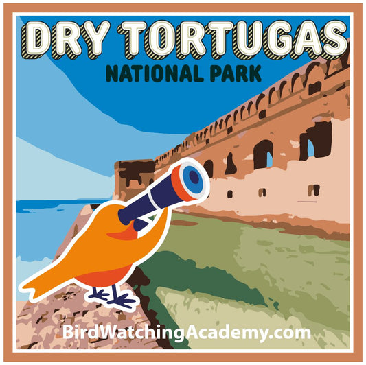 Bird Watching at Dry Tortugas National Park