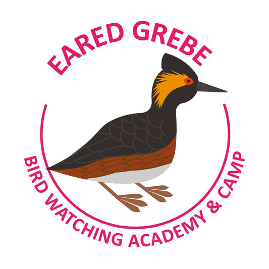 Eared Grebe