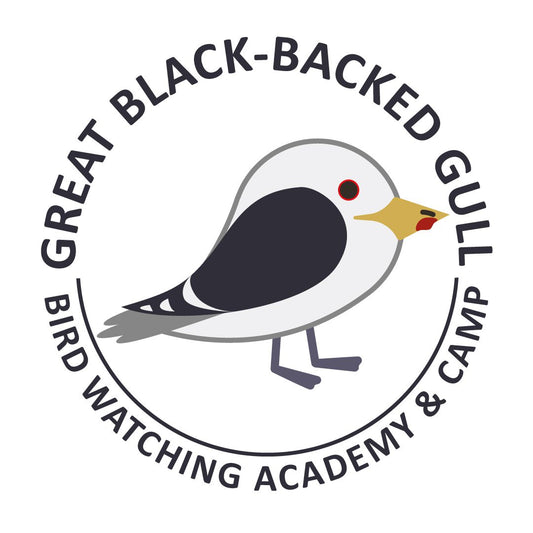 Great Black-backed Gull