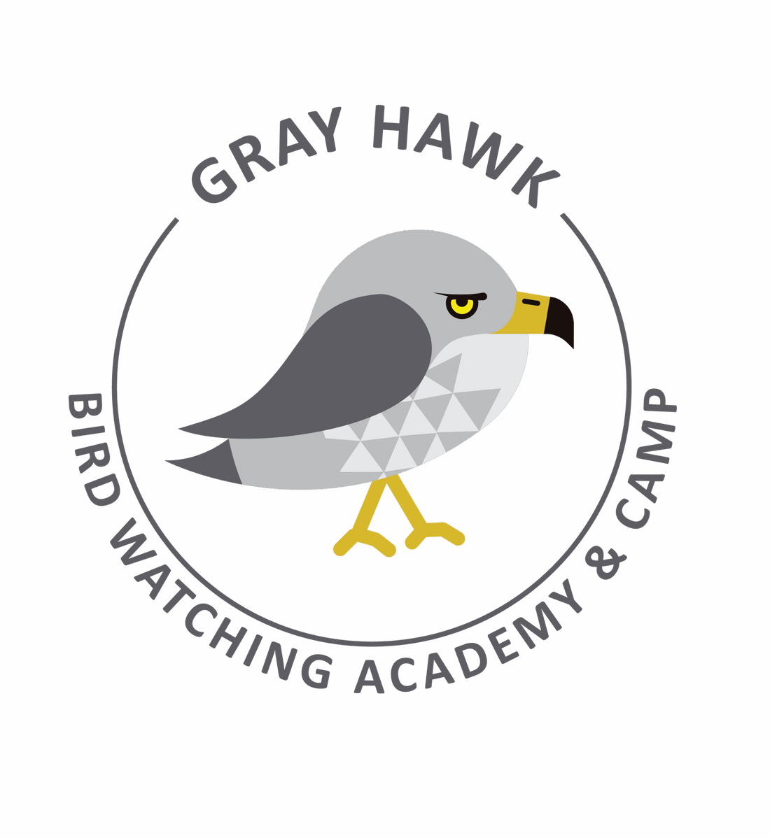 Gray Hawk