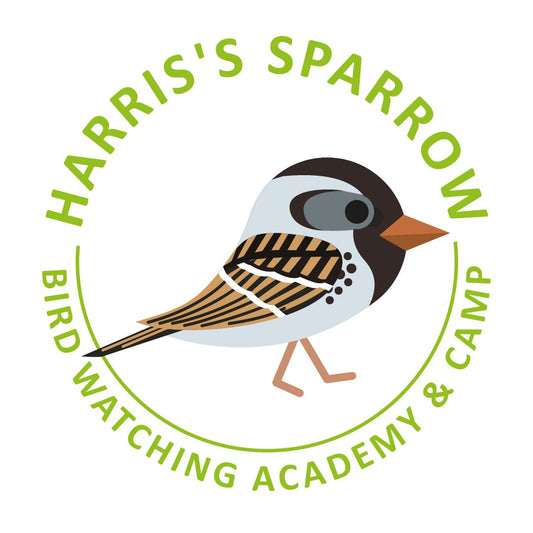 Harris’s Sparrow