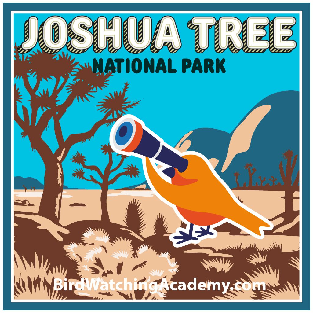 Bird Watching at Joshua Tree National Park