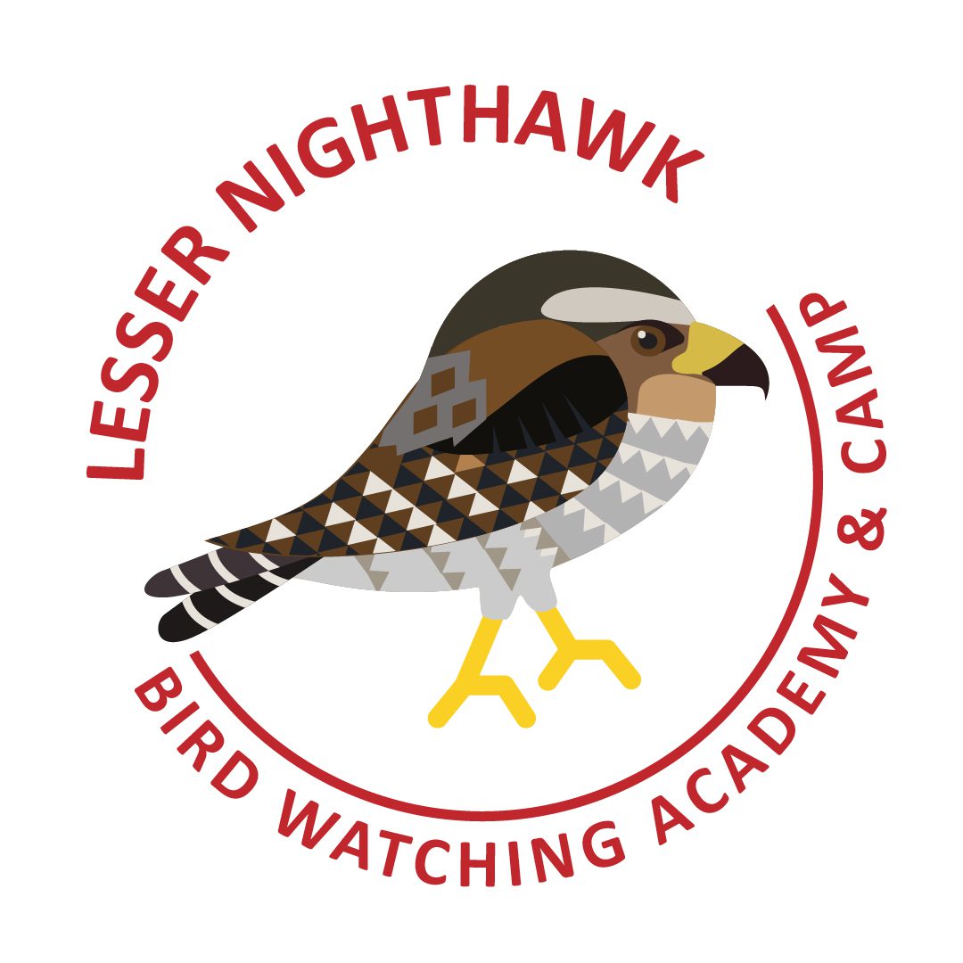 Lesser Nighthawk