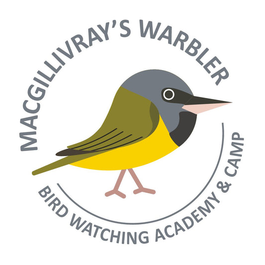 MacGillivray's Warbler