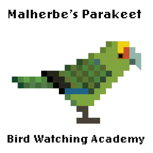 10 Amazing Facts about Malherbe's Parakeets
