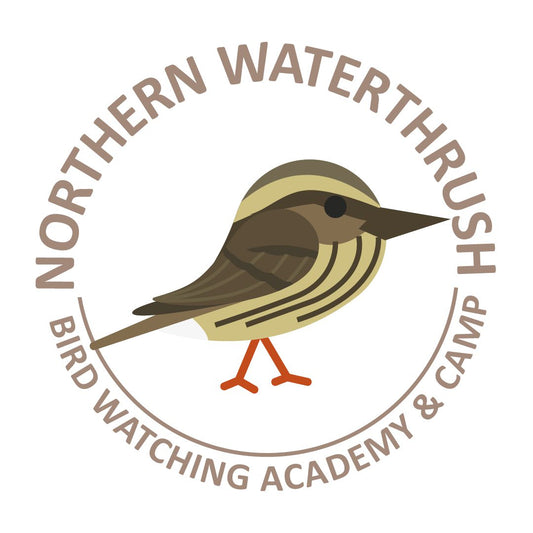 Northern Waterthrush