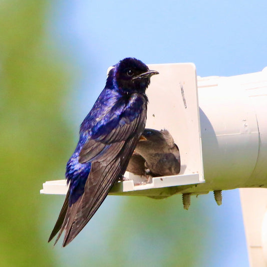 10 Amazing Facts About Purple Martins
