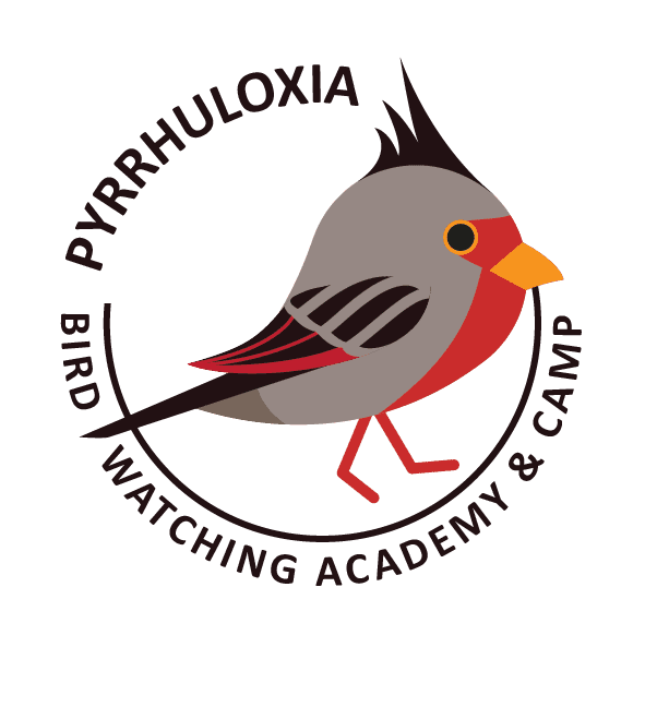 Pyrrhuloxia