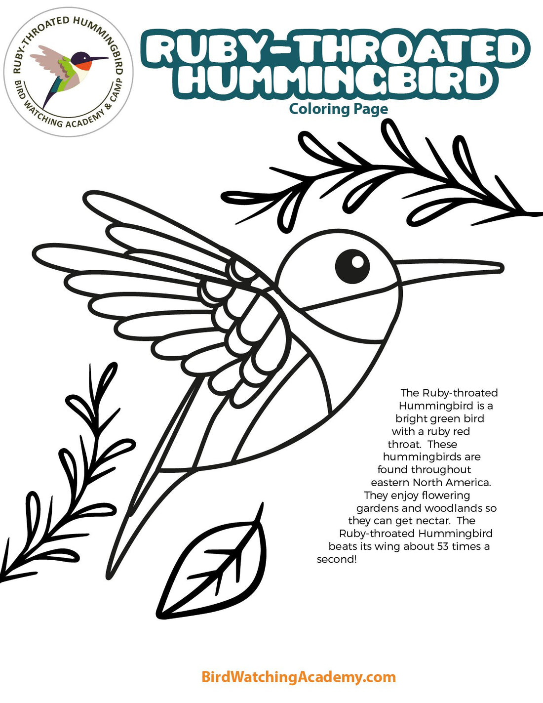 Ruby-throated Hummingbird Coloring Page