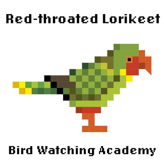 10 Amazing Facts about Red-throated Lorikeets