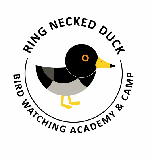 Ring-necked Duck