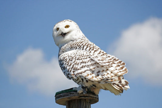 10 Amazing Facts About Snowy Owls