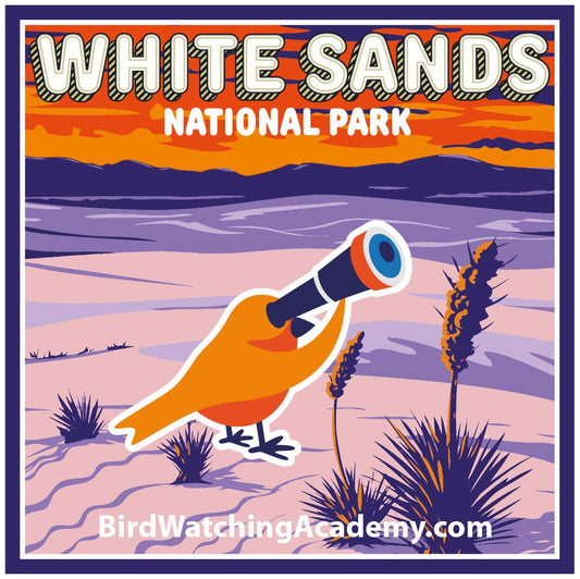 Bird Watching at White Sands National Park