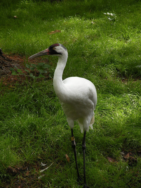 10 Amazing Facts About Whooping Cranes