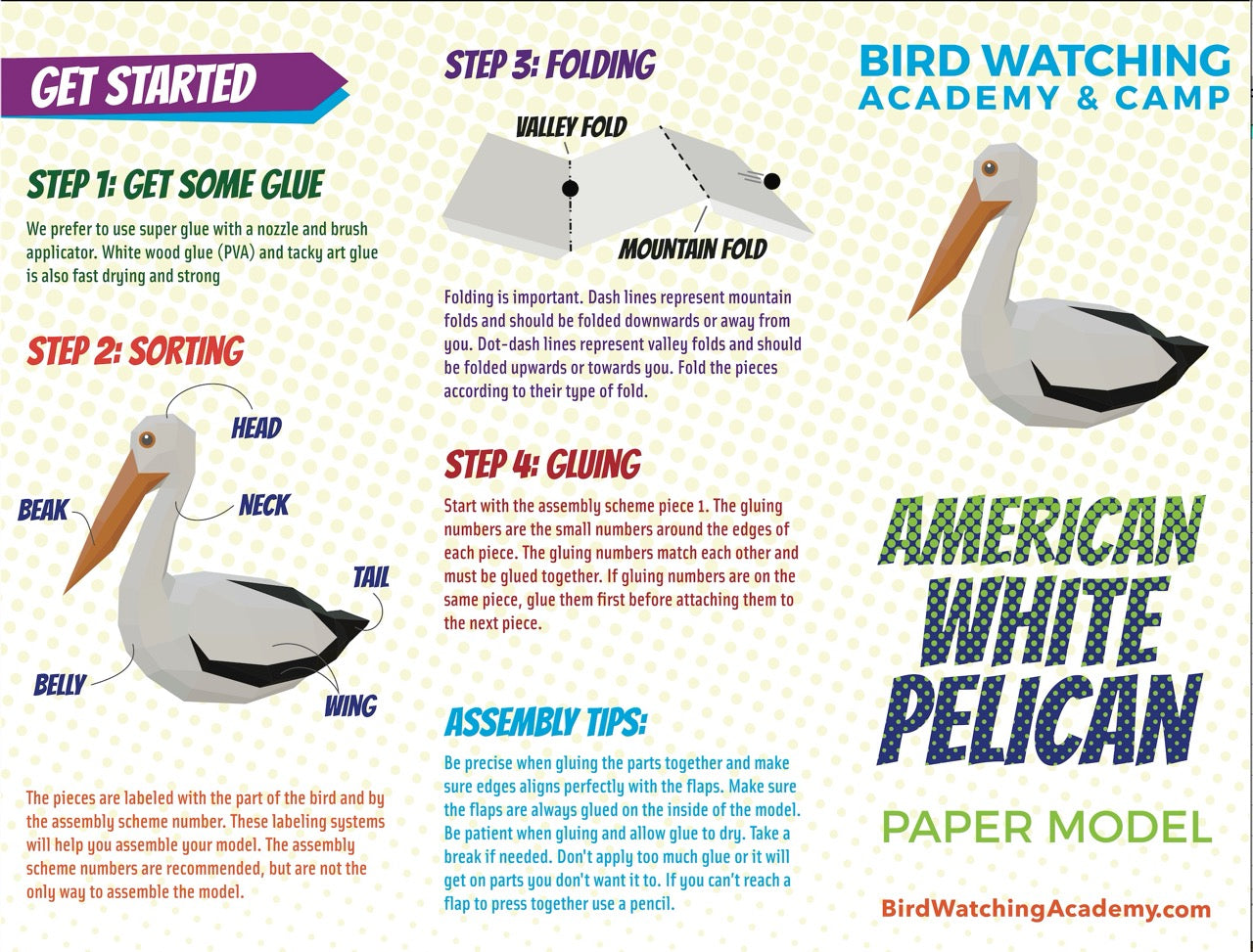 American White Pelican 3D Paper Craft Model