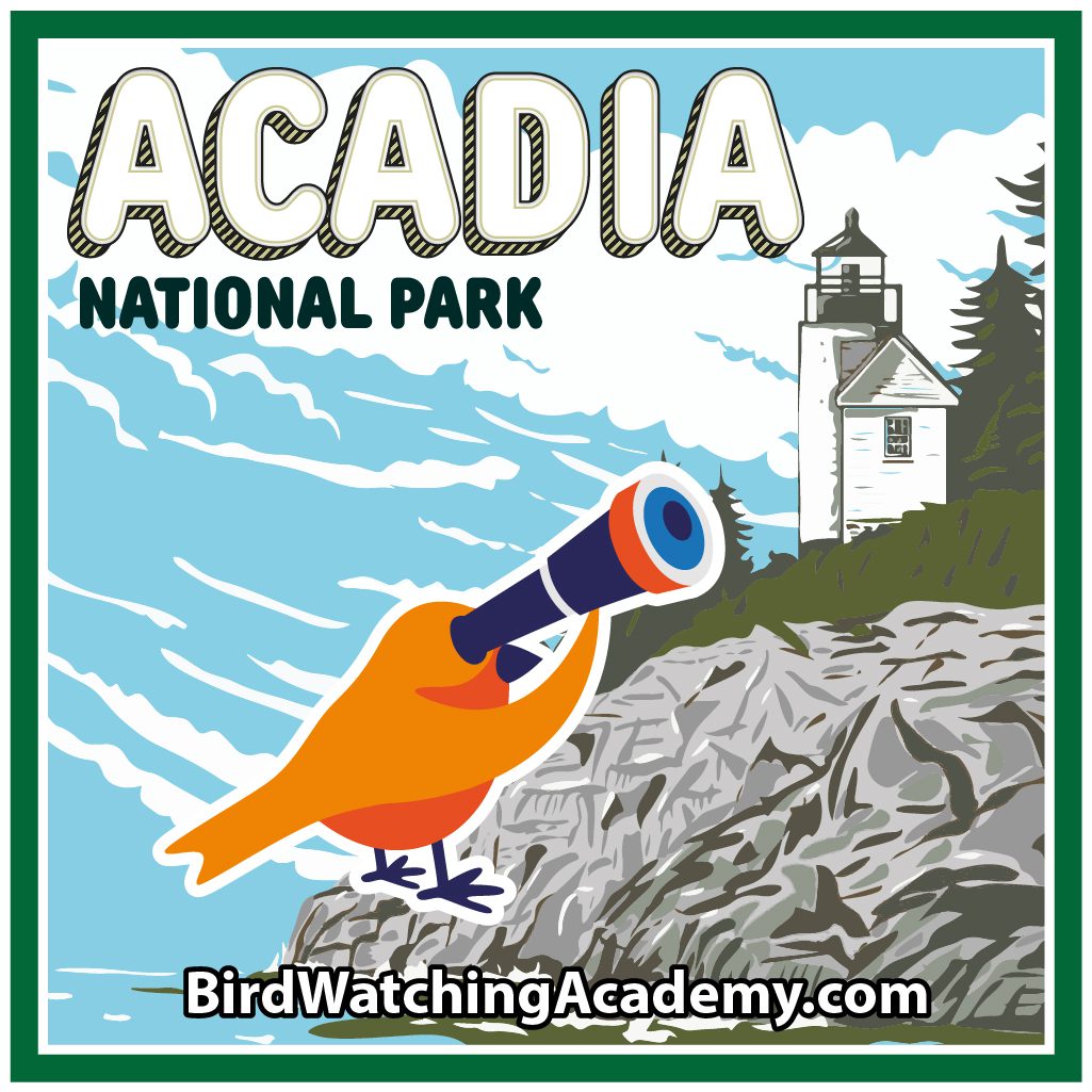 Bird Watching in Acadia National Park