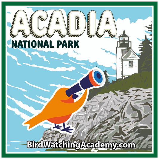 Bird Watching in Acadia National Park