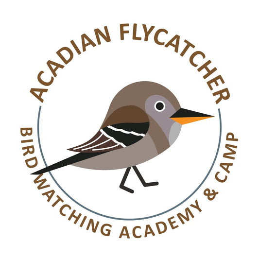 Acadian Flycatcher