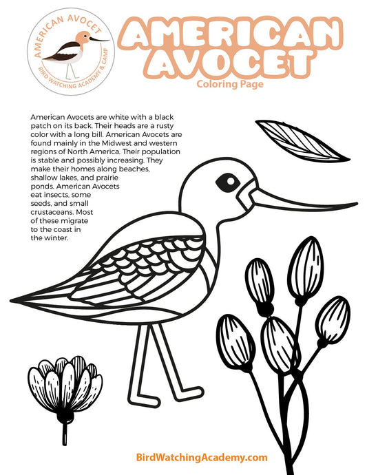 American Avocet Coloring Page