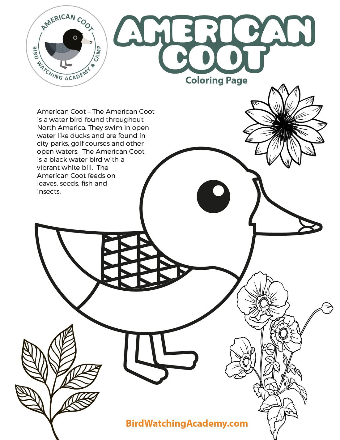 American Coot Coloring Page