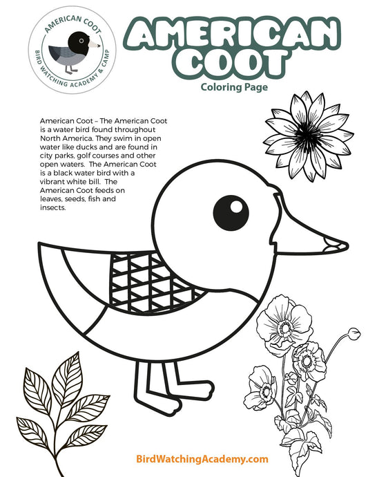 American Coot Coloring Page