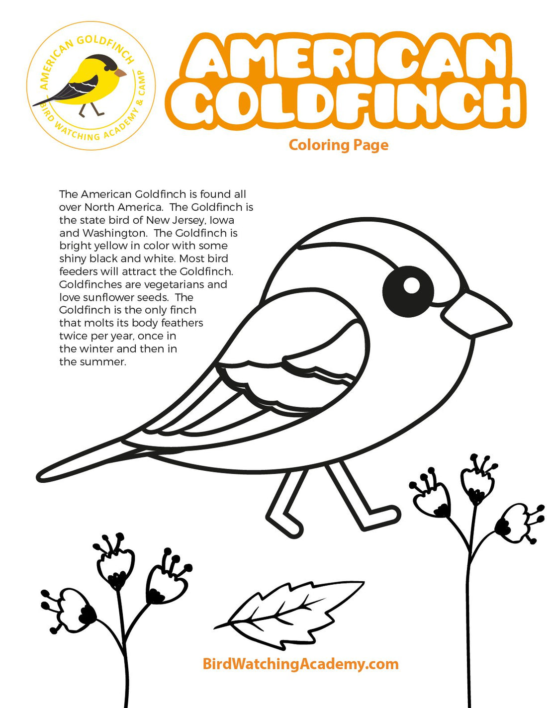 American Goldfinch Coloring Page
