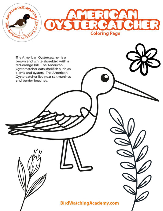 American Oystercatcher Coloring Page
