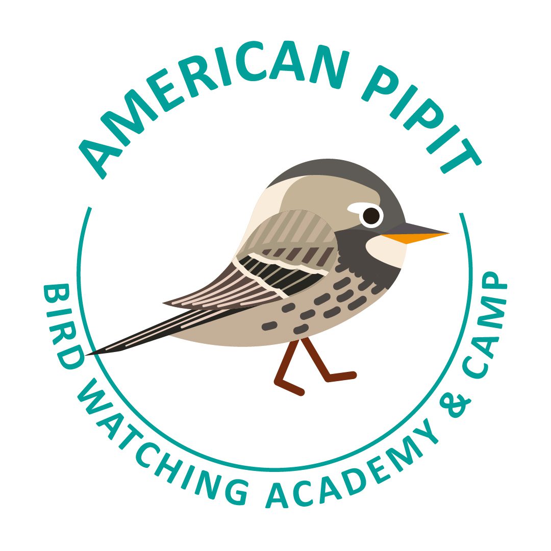 American Pipit