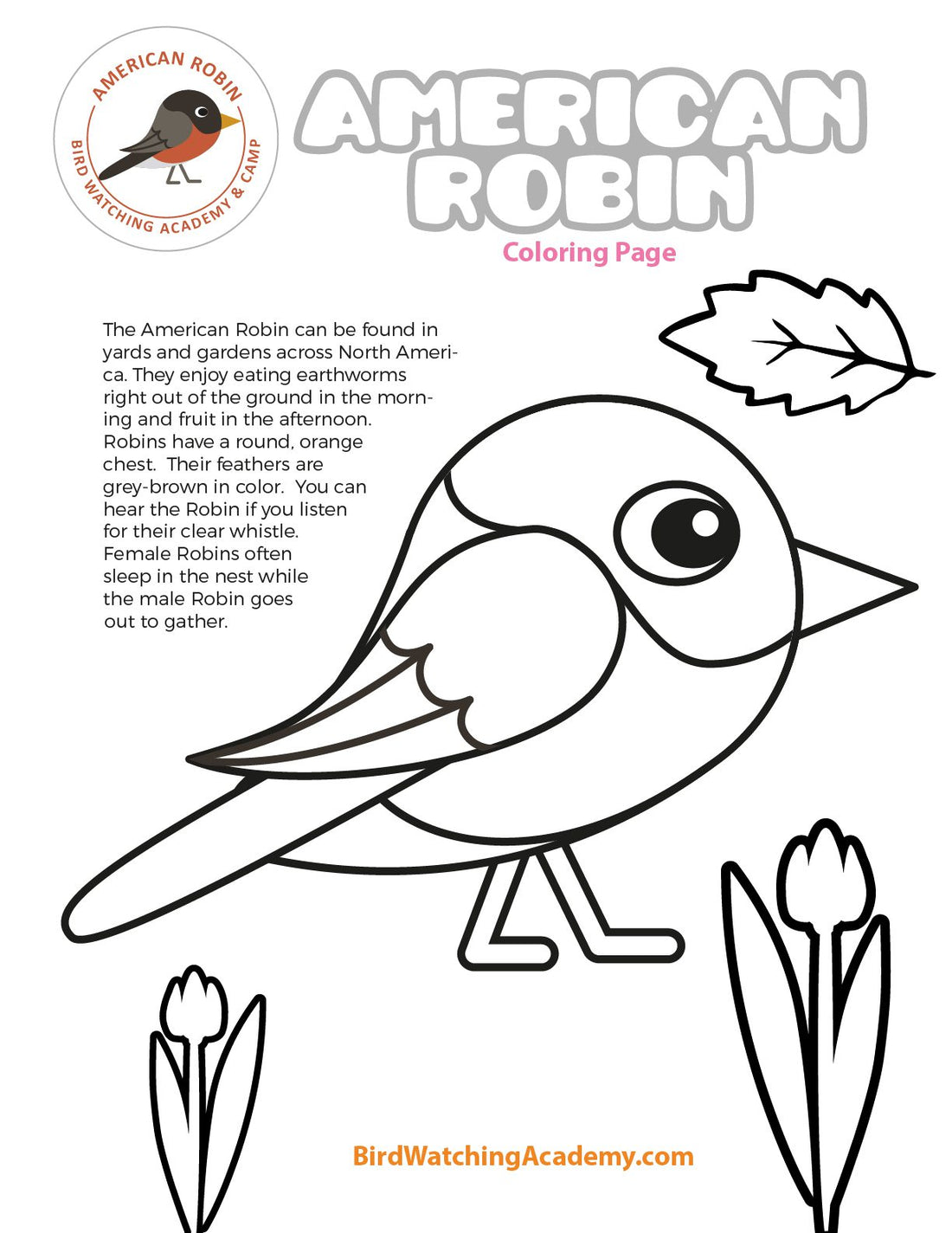American Robin Coloring Page