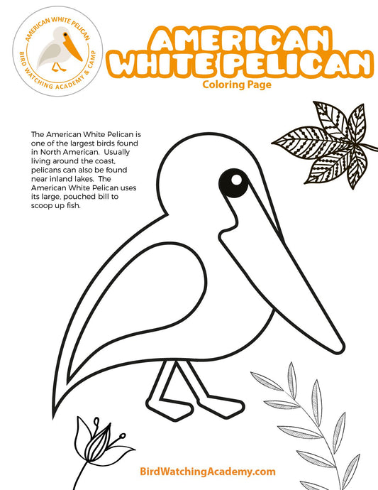 American White Pelican Coloring Page