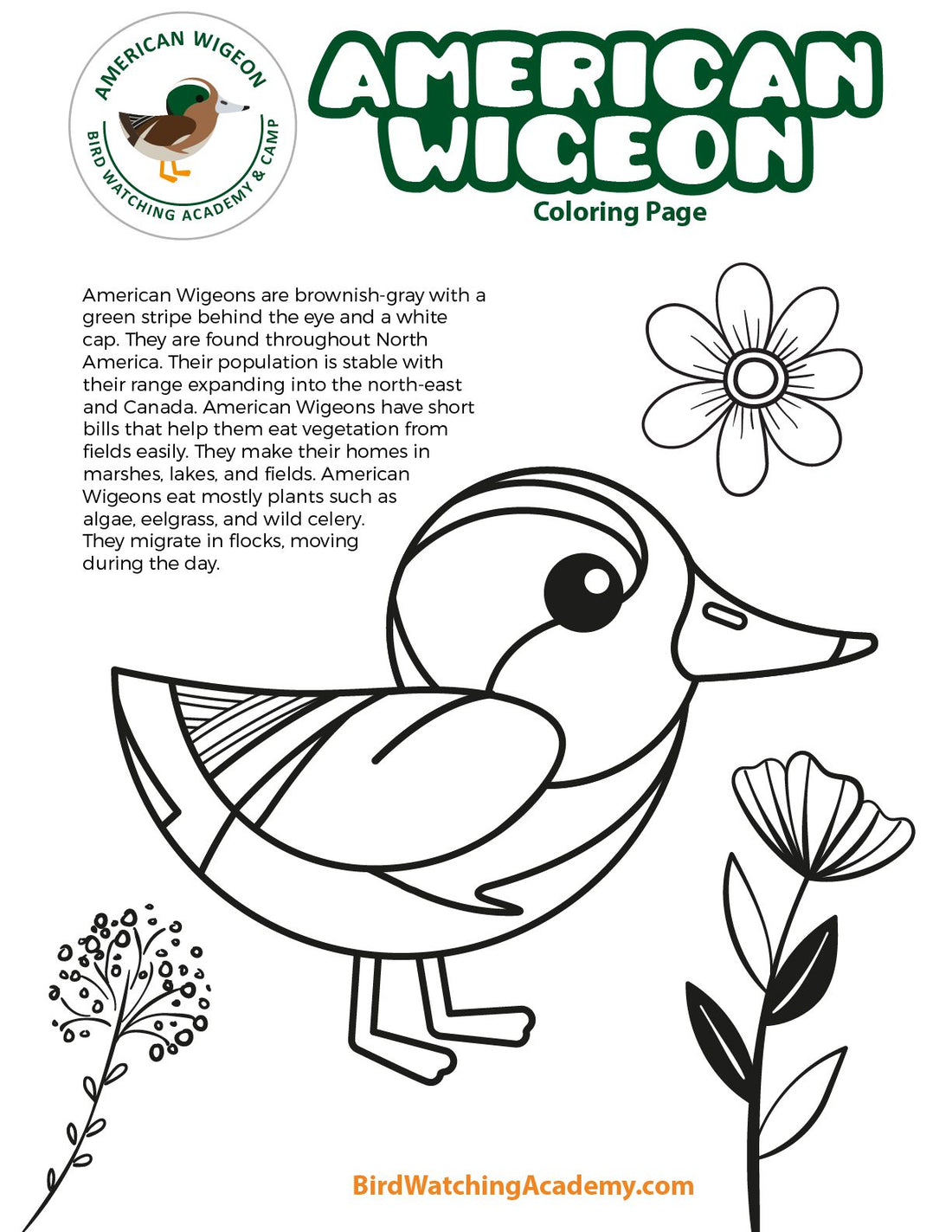 American Wigeon Coloring Page