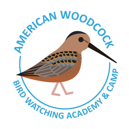 American Woodcock