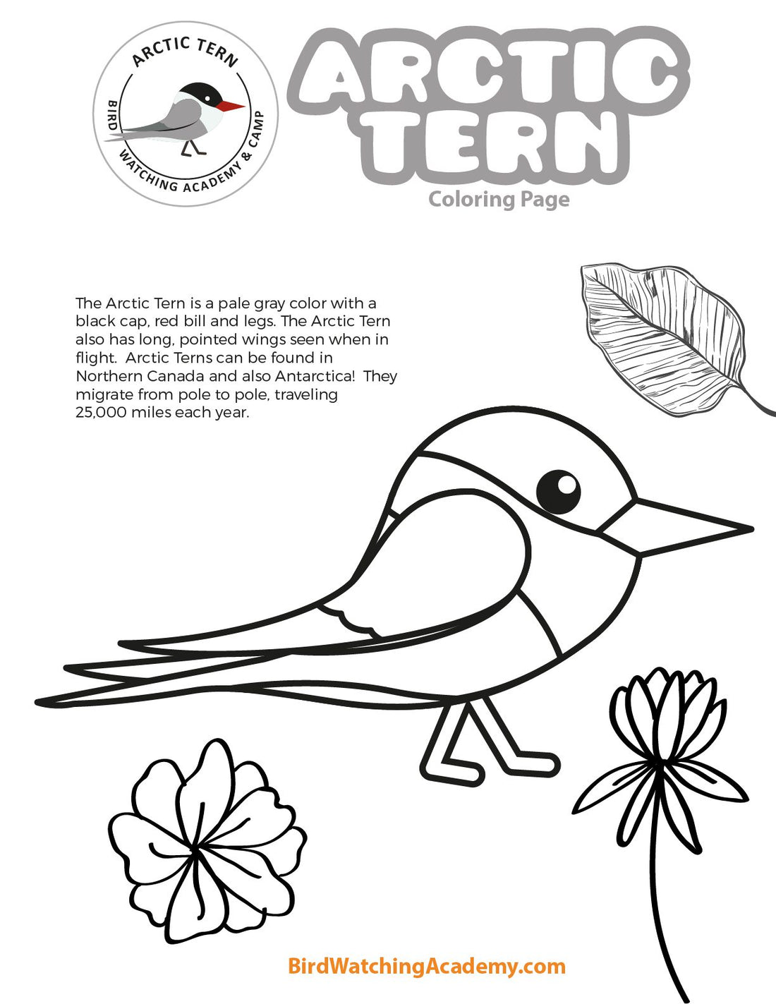 Arctic Tern Coloring Page