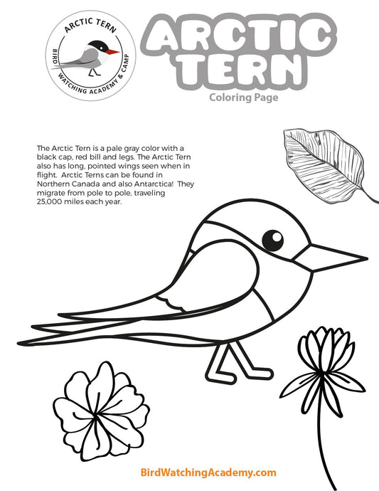 Arctic Tern Coloring Page