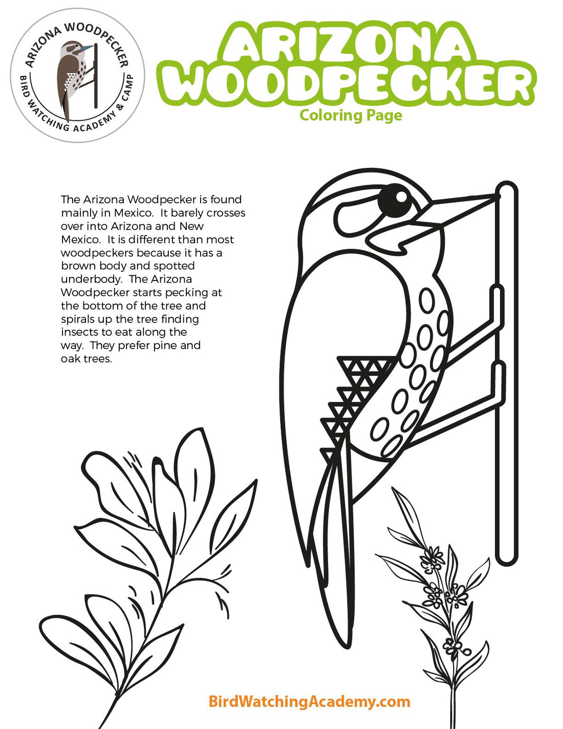 Arizona Woodpecker Coloring Page